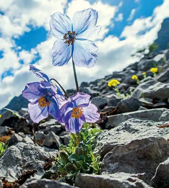 游客巴朗山手持绿绒蒿拍照被举报 官方回应（2023巴朗山拍照被举报）