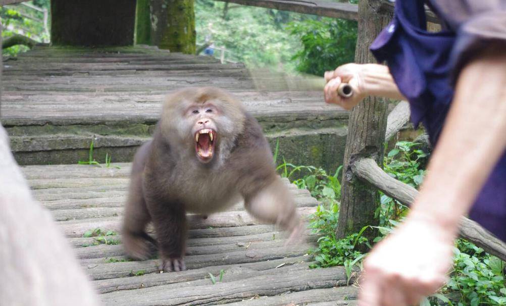 一只网红暴猴被收编至南京红山森林动物园，风光不在了