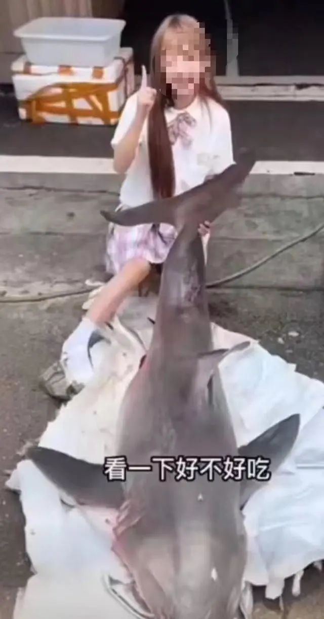 烹食鲨鱼，网红被罚12.5万元！