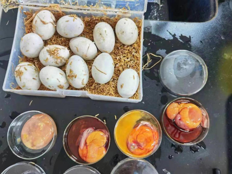 福建厦门机场海关查获52枚“异宠” 绿头鸭蛋（2023海关查获异宠”绿头鸭蛋）