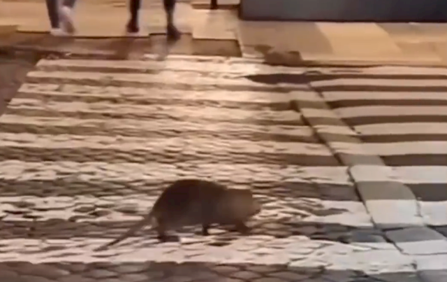 巴黎治鼠患官宣失败  网友现场实拍引热议（2023巴黎治鼠患官宣失败）