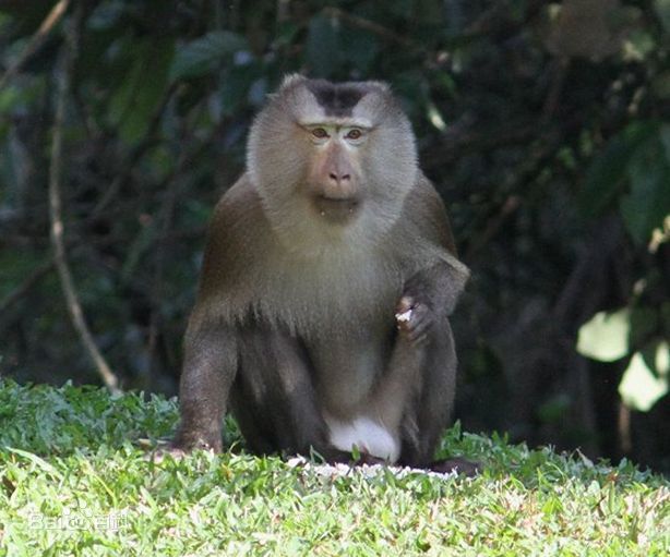 云南拍摄到易危物种北豚尾猴结伴觅食珍贵画面（2023北豚尾猴珍贵画面）