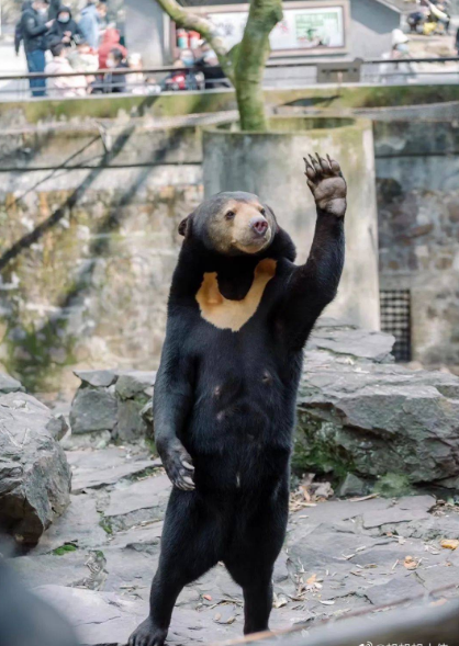 黑熊被疑“人假扮” 杭州动物园回应:是真的熊（2023黑熊被疑人假扮）