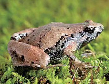 安徽发现蛙类新种，命名为大别山姬蛙