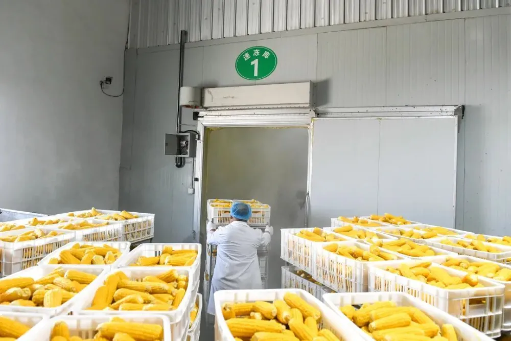 水果型蔬菜是噱头吗 营养如何？蔬菜建议这样挑（2023水果型蔬菜是噱头）