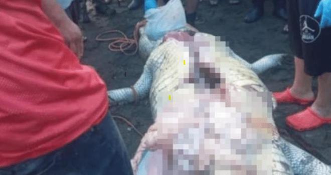 3.6米长巨鳄被击杀，在其肚子里发现8岁孩童尸体