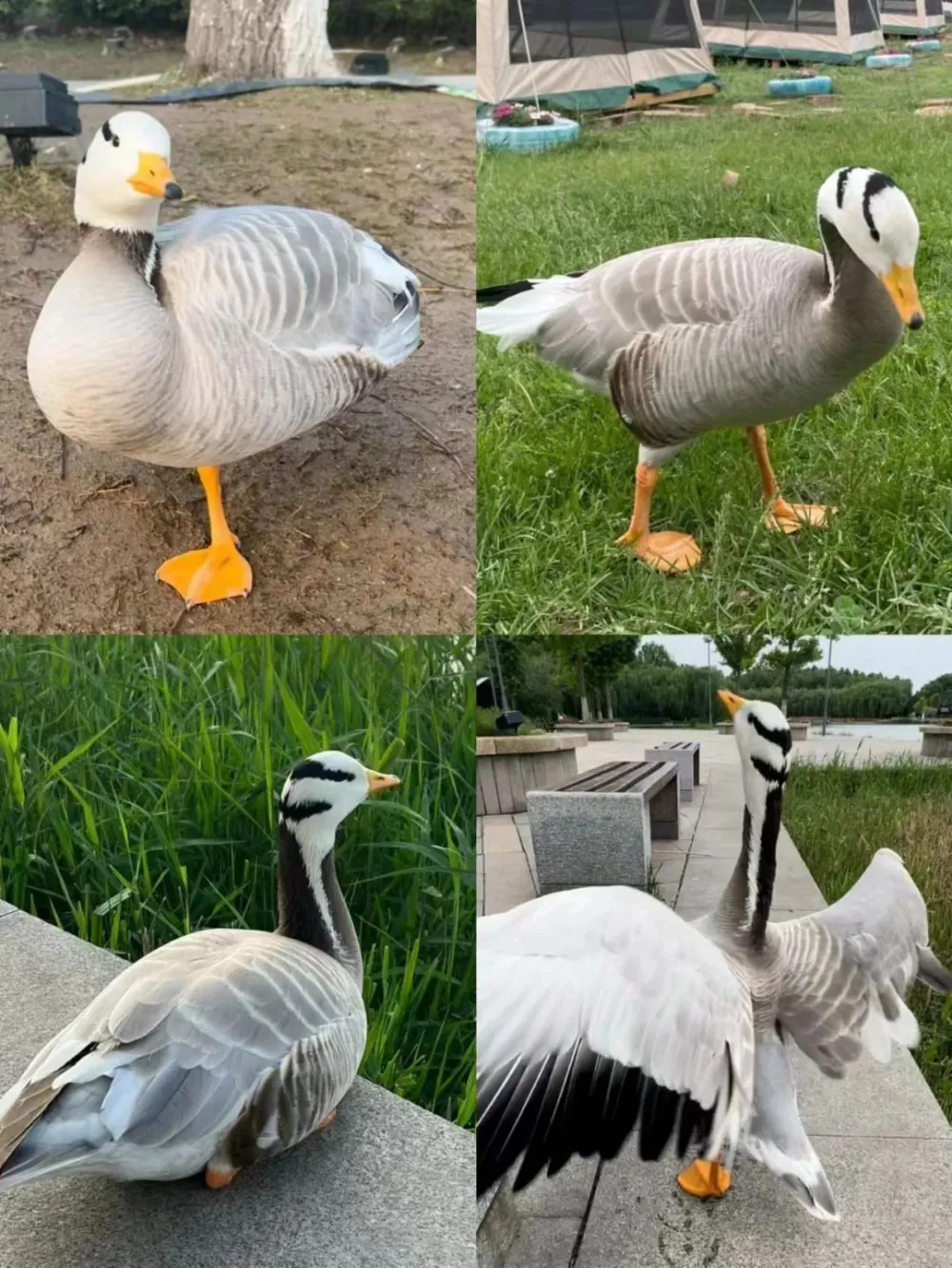 网红大雁被一脚踢死 三方和解游客无责不用判刑（2023网红大雁被一脚踢死）