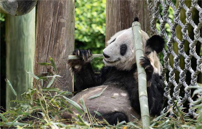 北京动物园已有11只熊猫在园，全家福已更新