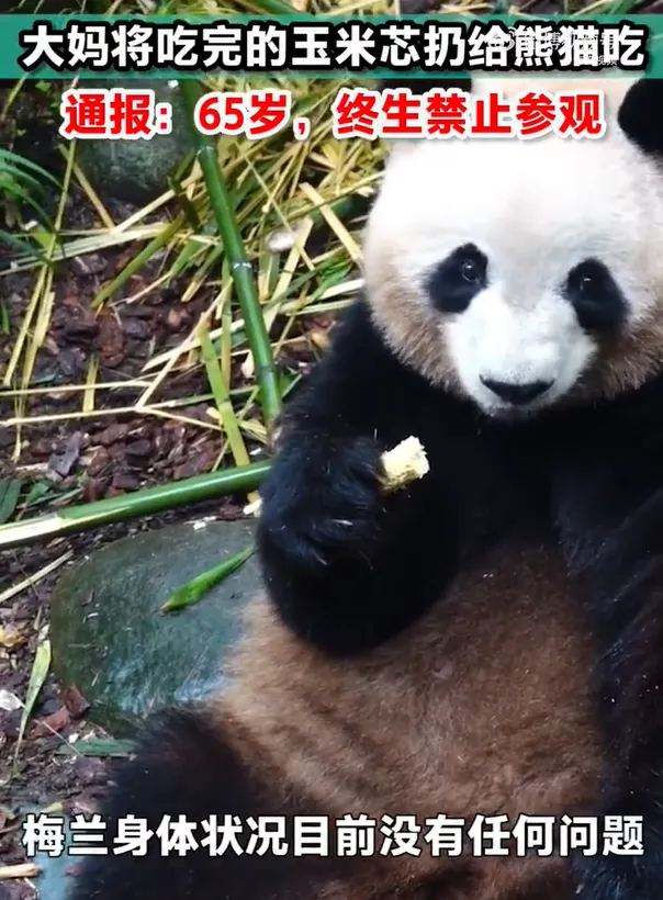 大妈将吃完玉米芯投喂熊猫 景区：“终生禁入”（2023大妈投喂熊猫终生禁入）