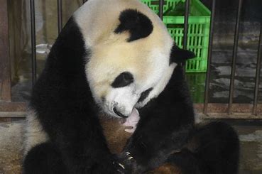 雌性大熊猫“丫丫”将回国，数百人在动物园中参加欢送会