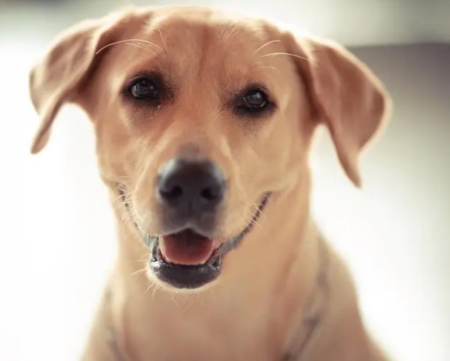 郑州一男子悬赏 1000 万找狗，找到后竟只给了 5000 元（2023郑州悬赏找狗）