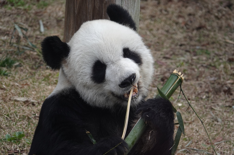 “丫丫”将被北京动物园接回，正逐渐恢复健康