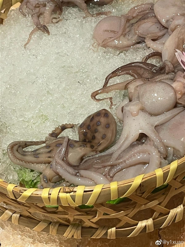 千万别吃！一位网友吃饭时，发现一只剧毒蓝环的章鱼