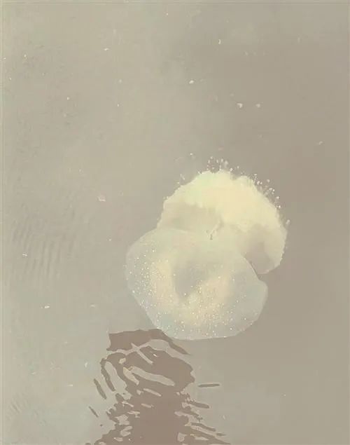 浙江一海滩出现大量罕见剧毒水母 长得像果冻（2023浙江海滩出现剧毒水母）