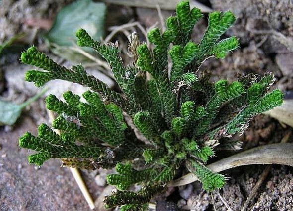 陕西深山发现“还魂草” 传说能够使人起死回生？（2023陕西发现“还魂草”）